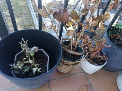 Foto: plantas-1.jpg