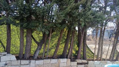 Foto: arboles-3.jpg