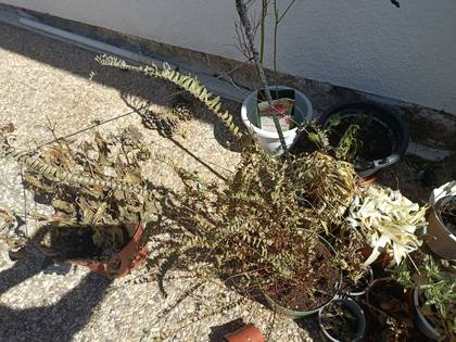 Foto: plantas-2.jpg