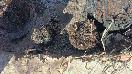 Foto: maceta-derretida-1.jpg
