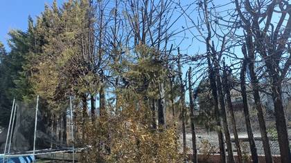Foto: arboles-1.jpg